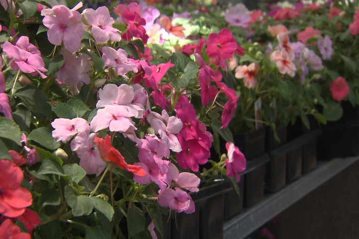 Add beauty to shady parts of your landscape
